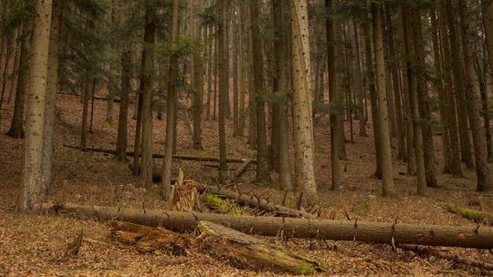 Hneď skraja národného parku prekvapí les...