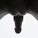 Brno, socha, prekvapenie, falus, kôň, hlava koňa