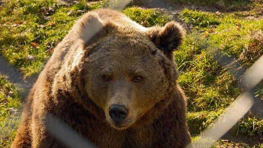 Medvede viditeľne zmenili správanie, odborníci vedia, čo je za tým: Na čo si musíme dať pozor?
