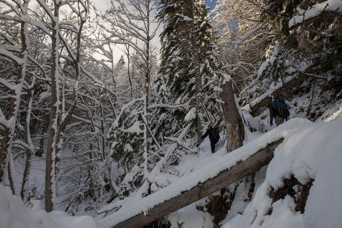 Zvyšky pralesa vo Vajskovskej doline.