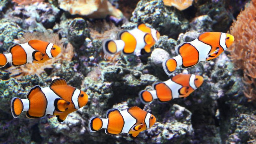 akvárium, rybičky, klaun očkatý