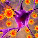 Viruses infecting neurons, concept for brain infection, 3D illustration