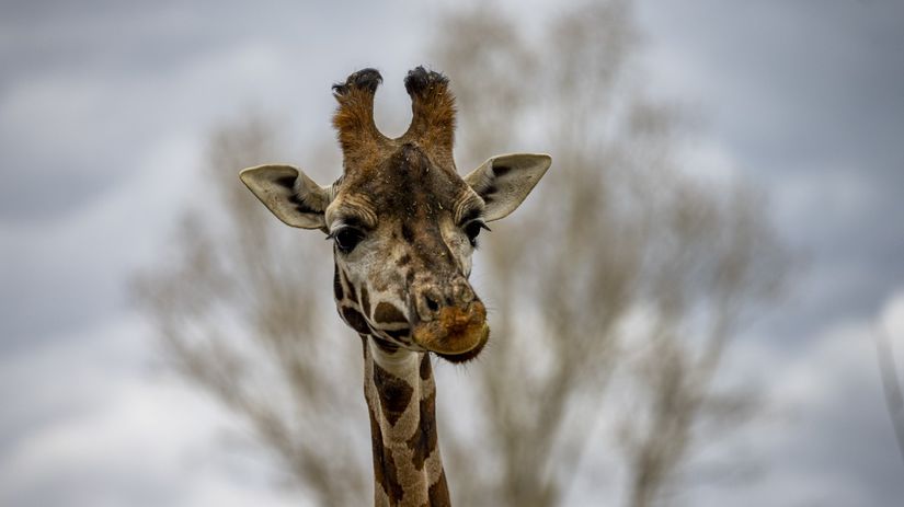 Samica žirafy Rothschildovej, Tejla