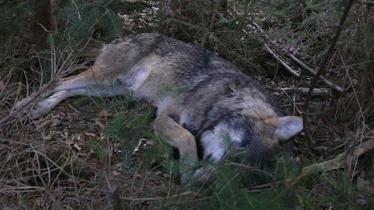 Povolia odstrel 60 vlkov ročne? Návrh má na stole Taraba. Wiezik kvóty kritizuje