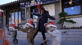 Peking, mačky, lunárny nový rok