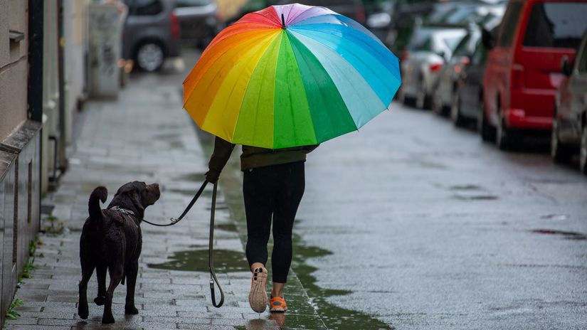 Pes / Dáždnik / Dažď / Počasie / LGBTI /