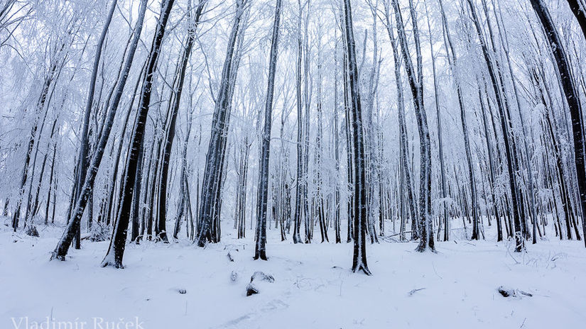 Zima v lese. Foto V. Rucek