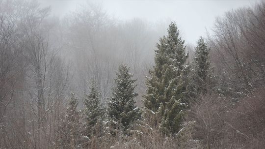 Ľudia si vyberajú statné jedle...