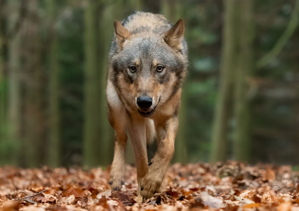 Vlk (Canis Lupus)