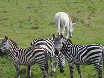 biela zebra