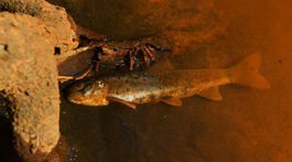 Na snímke uhynutý pstruh potočný v znečistenej...