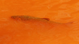 Na snímke jalec hlavatý v znečistenej rieke...