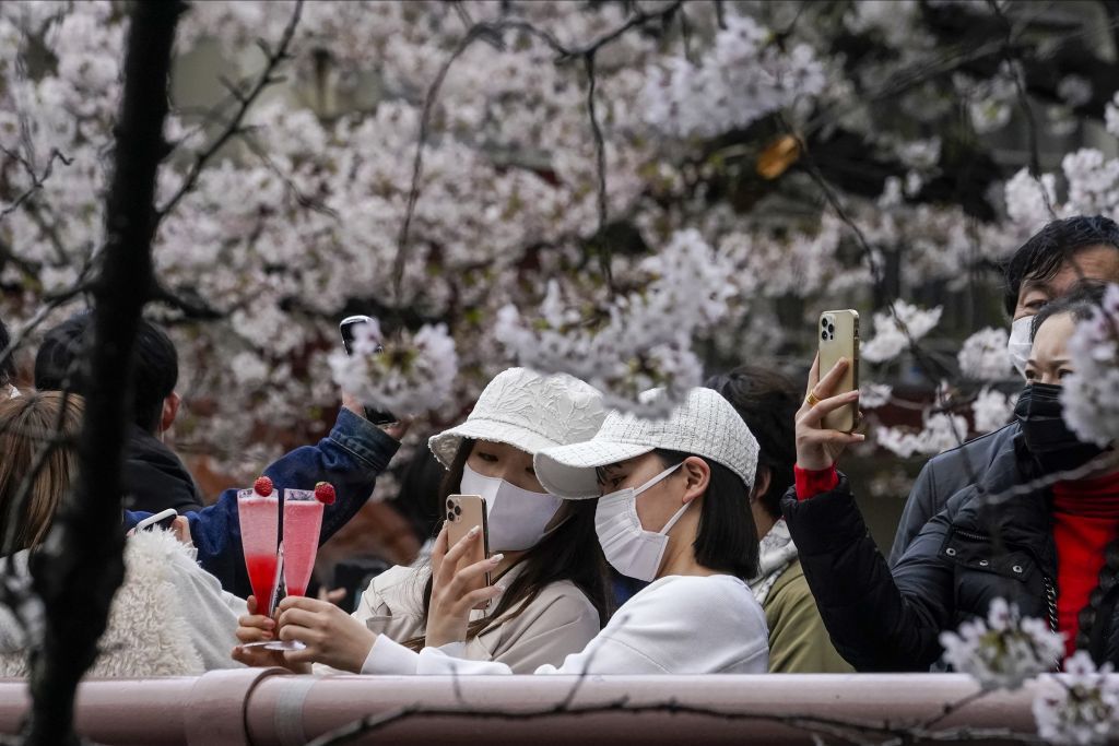Japonsko, čerešňové kvety