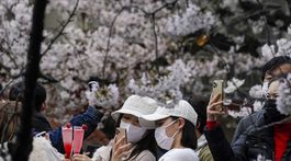 Japonsko, čerešňové kvety