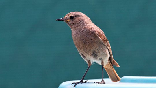 Žltochvost domový.