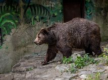zoo serial medveď