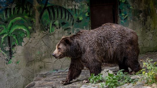 V Nízkych Tatrách usmrtili medvedicu, ohrozovala turistov. Tí ju prikrmovali
