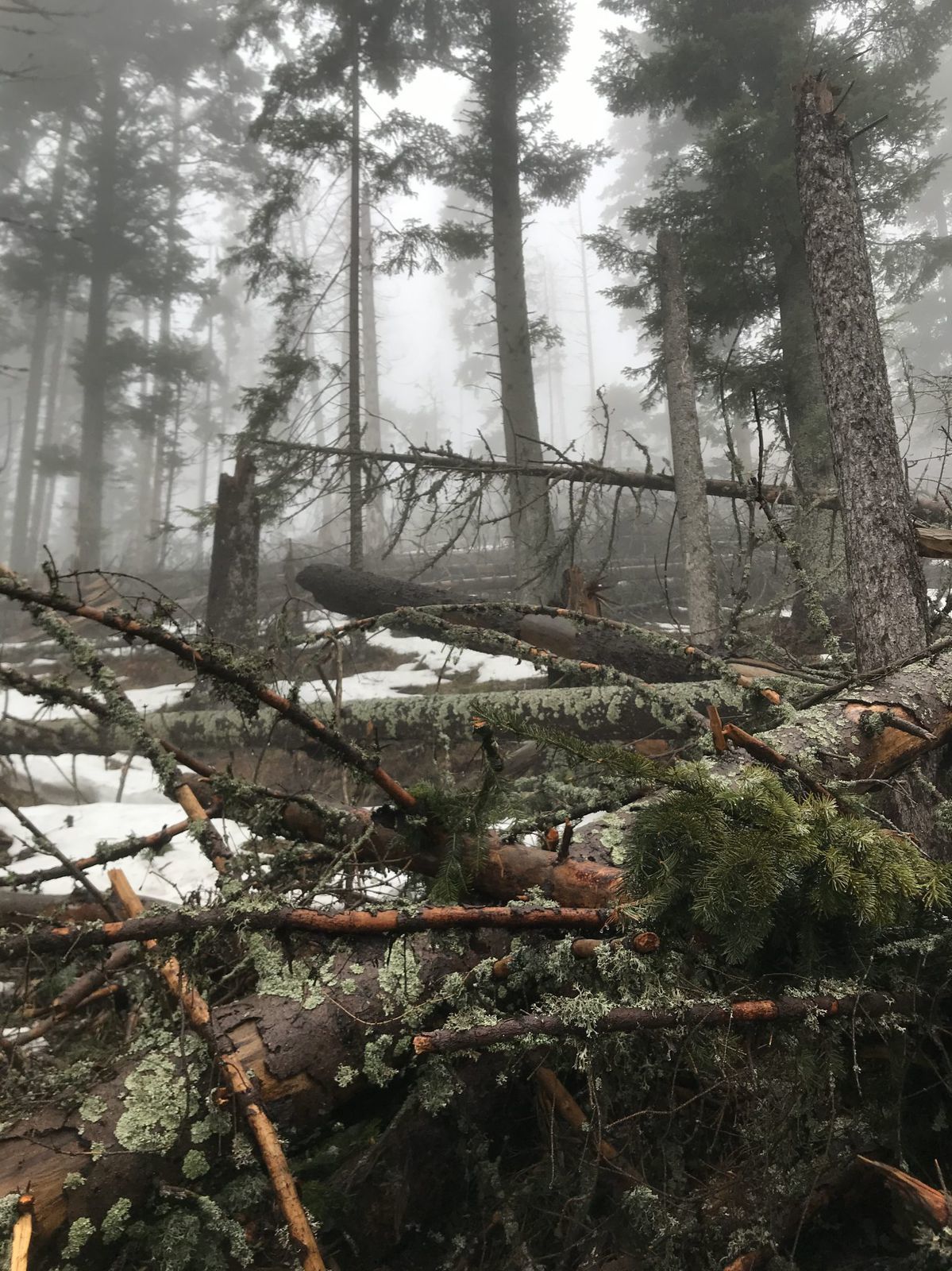 Navštívil aj divočinu v Jaloveckej doline.