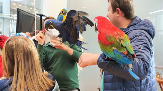 Ara s odtrhnutým chvostom