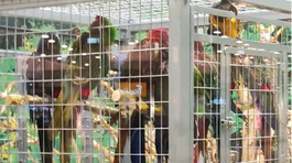 Papagáje v jednej klietke pred premiestnením