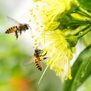 včela, včely