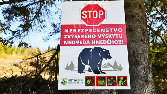 Dvojici turistov pri útoku medvedice na Poľane nepomohli ani spreje