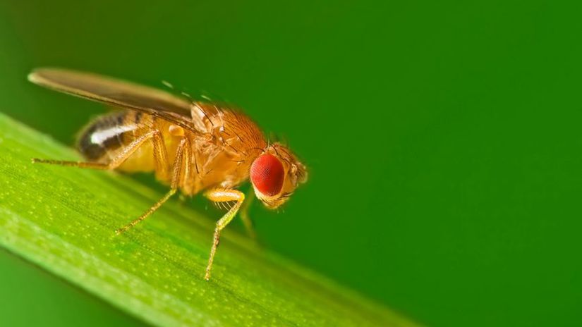 Male common fruit fly (Drosophila Melanogaster)...