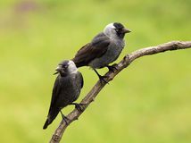 The western jackdaw (Coloeus monedula), also the Eurasian jackdaw, European jackdaw, or simply jackdaw. Pair sitting on the branch with green background.Two big gray birds on a branch.