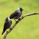 The western jackdaw (Coloeus monedula), also the Eurasian jackdaw, European jackdaw, or simply jackdaw. Pair sitting on the branch with green background.Two big gray birds on a branch.