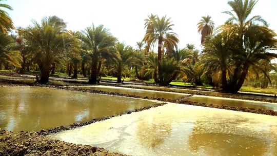 Príprava políčok pred výsadbou.