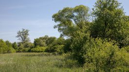 Dálovský močiar, takto kedysi vyzerala krajina...