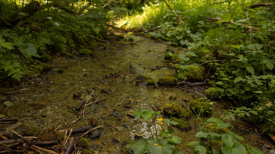 Vedci nazývajú pramene kvázi tropickými...