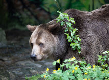 Zásahový tím usmrtil medveďa v Sučanoch 