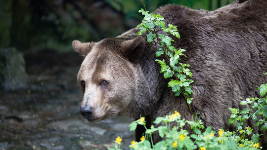 Ochranári nasadia medveďom GPS obojky, budú monitorovať ich pohyb