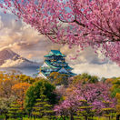 Japonsko, Osaka, Fudži, Fuji, čerešne, sakura