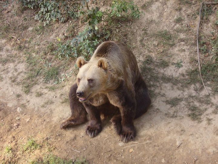 V zoo museli utratiť medvedicu, Košice Cindy