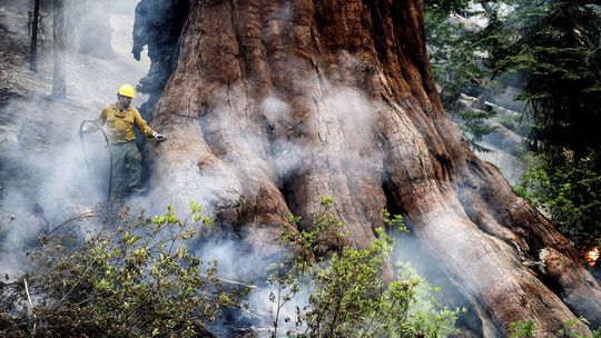 Pre požiar evakuovali z Yosemitského parku stovky ľudí, ohrozené sú aj starobylé sekvojovce