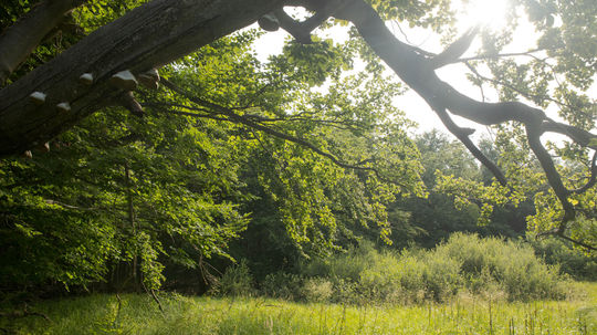 Rašelinisko Hybkaňa.