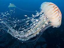 V-meduza