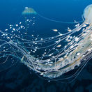 V-meduza