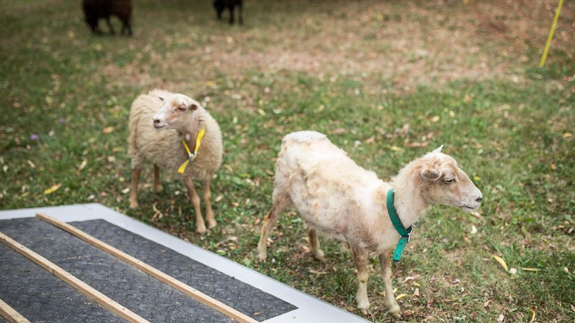 Rožňavčania budú hľadať pre ovečky meno.