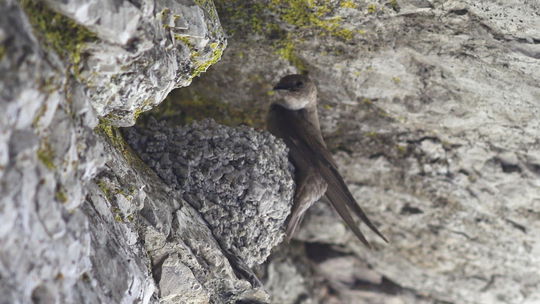 Ornitologická senzácia: Na Slovensku objavili nový druh lastovičky