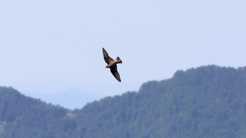 Presné miesto nálezu lastovičky skalnej...