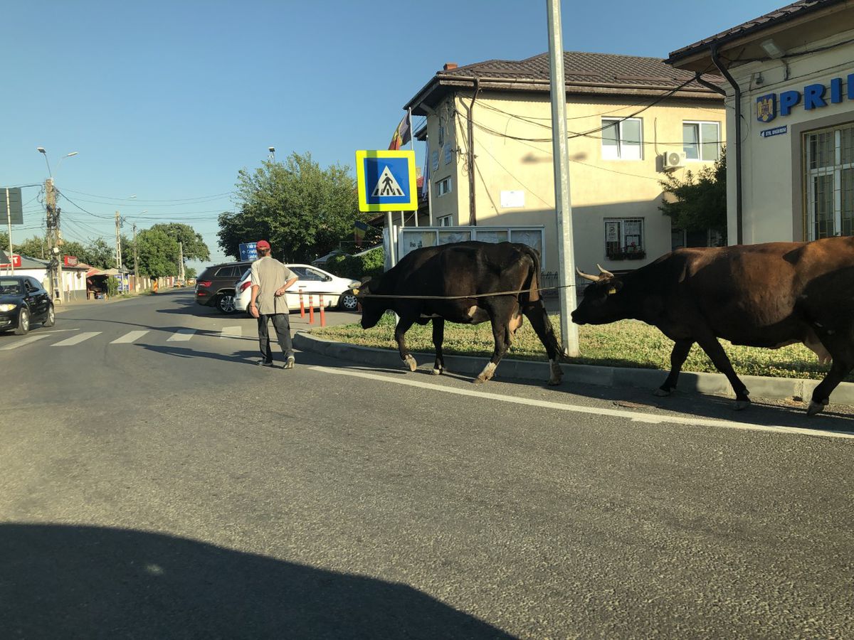 Toto je klasický výjav na cestách rumunského...