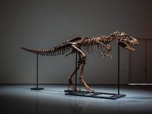 gorgosaurus
