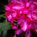 rododendrón, včela, šialený med, opeľovanie, šialený med