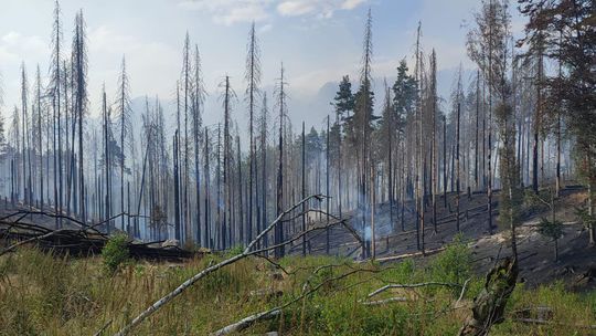 Zhorený les v Národnom parku České Švajčiarsko.