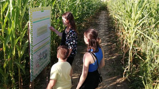 Kukuričné bludisko. Má množstvo cestičiek a...