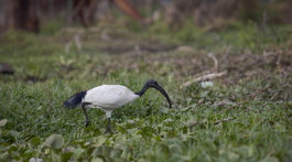 ibis posvatny naivasha invazny druh jazero afrika divocina