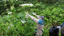 Likvidácia inváznych rastlín v Tatrách